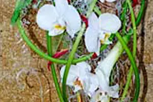 Floragil — photo 7