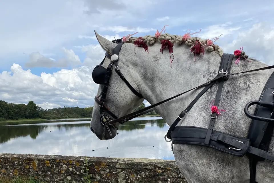 Cheval Diffusion — photo 6