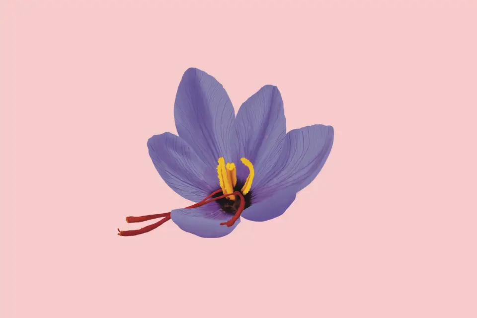 Studio Gambas — photo 3