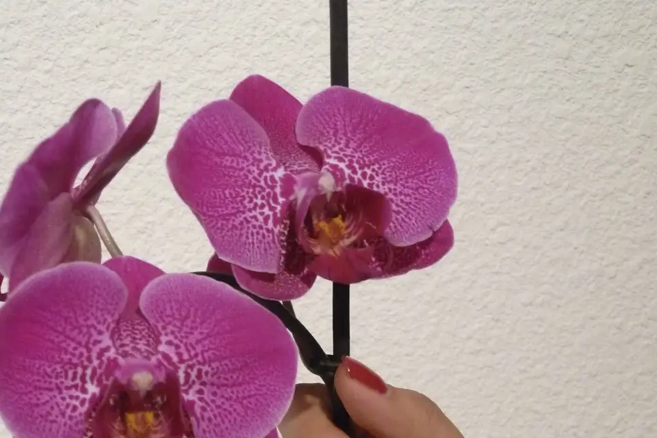 Fée des Ongles — photo 2