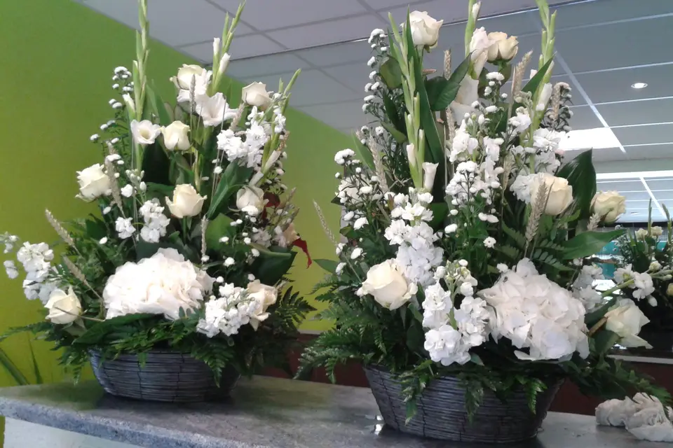 Leylandii — photo 4