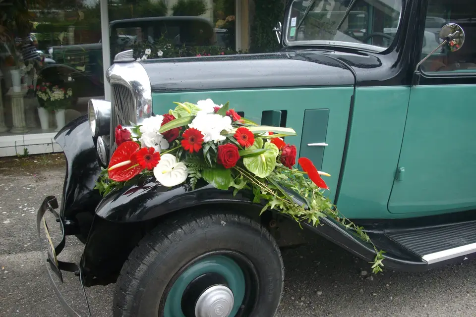 Leylandii — photo 2