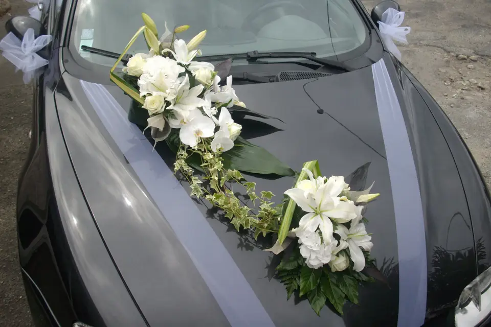 Leylandii — photo 3