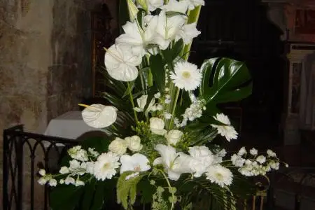 Leylandii — photo 5