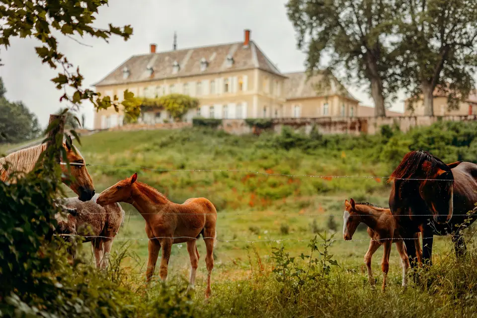 Château de Montolivet — photo 8