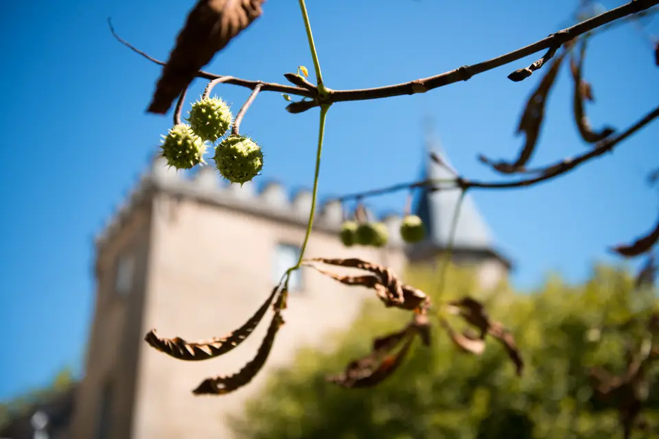 Château de Montolivet — photo 7