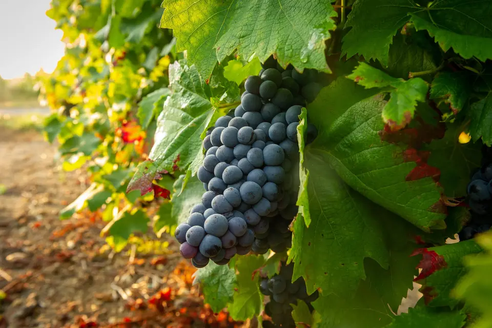 Domaine des Malidores — photo 5