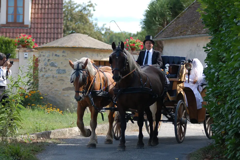 Hippomobilité Services — photo 4