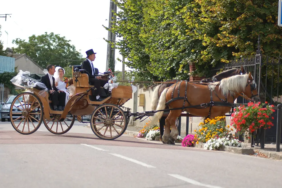 Hippomobilité Services — photo 8