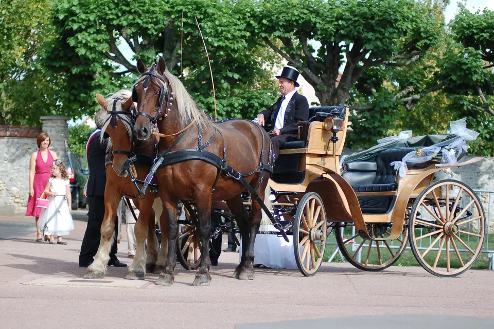 Hippomobilité Services — photo 6