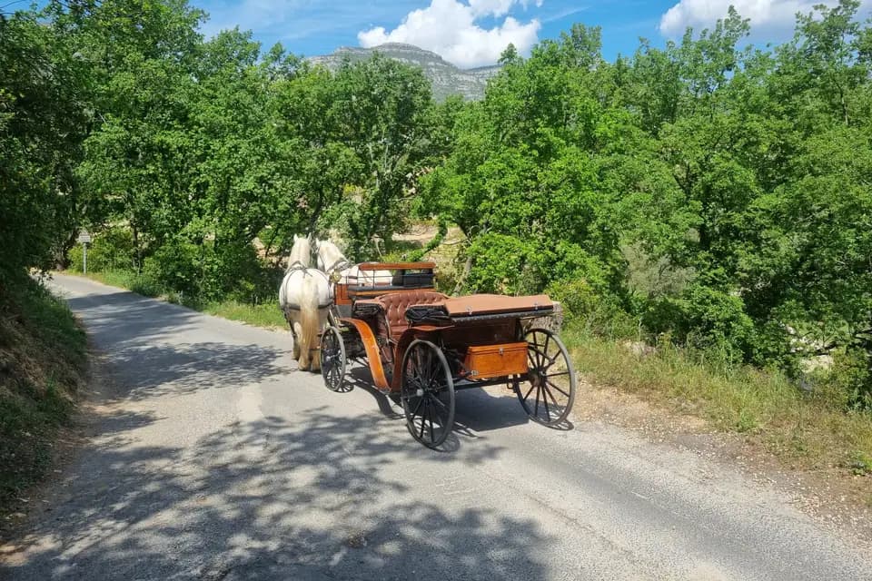 Hippothera — photo 8