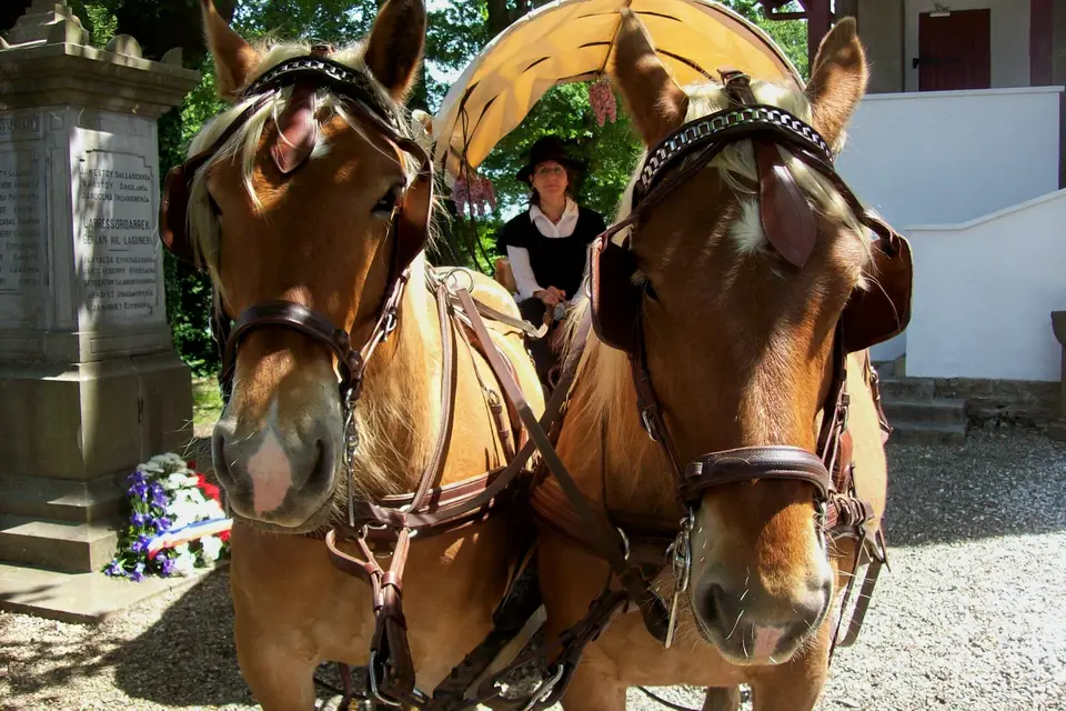 Zaldikaroan en Calèche — photo 1