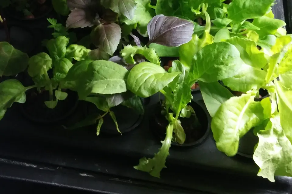 Un Chef Chez Vous — photo 2