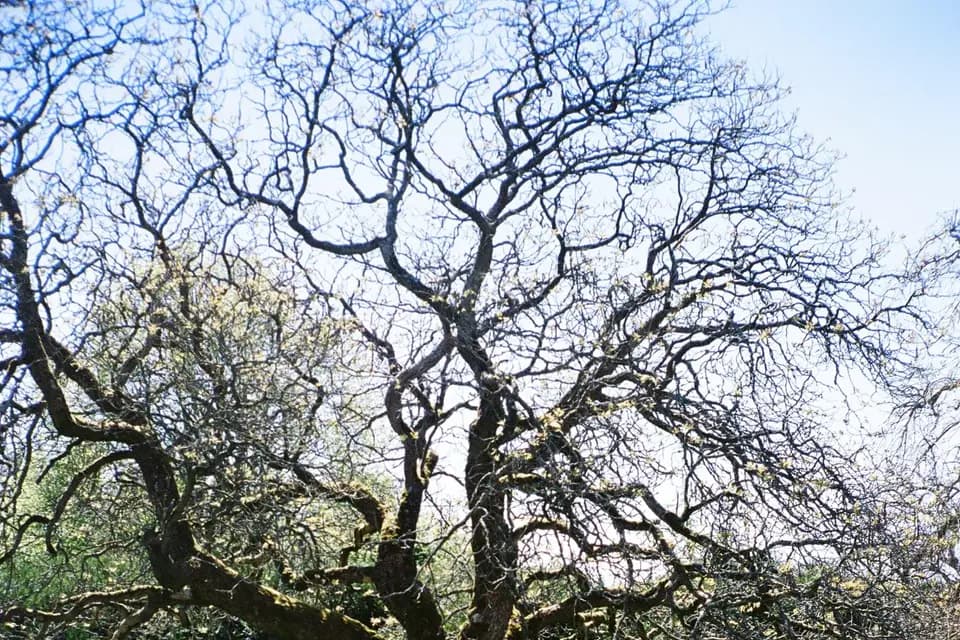 Margarida — photo 2