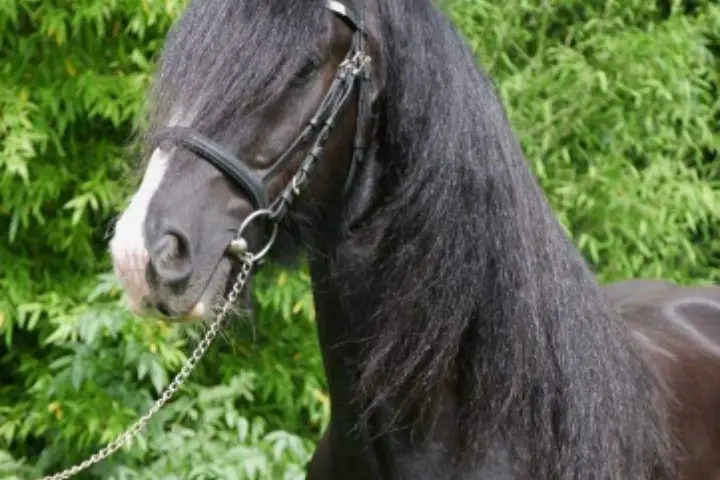 Et Sens Selle - Calèche — photo 7