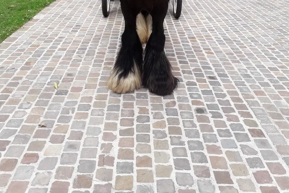 Et Sens Selle - Calèche — photo 3