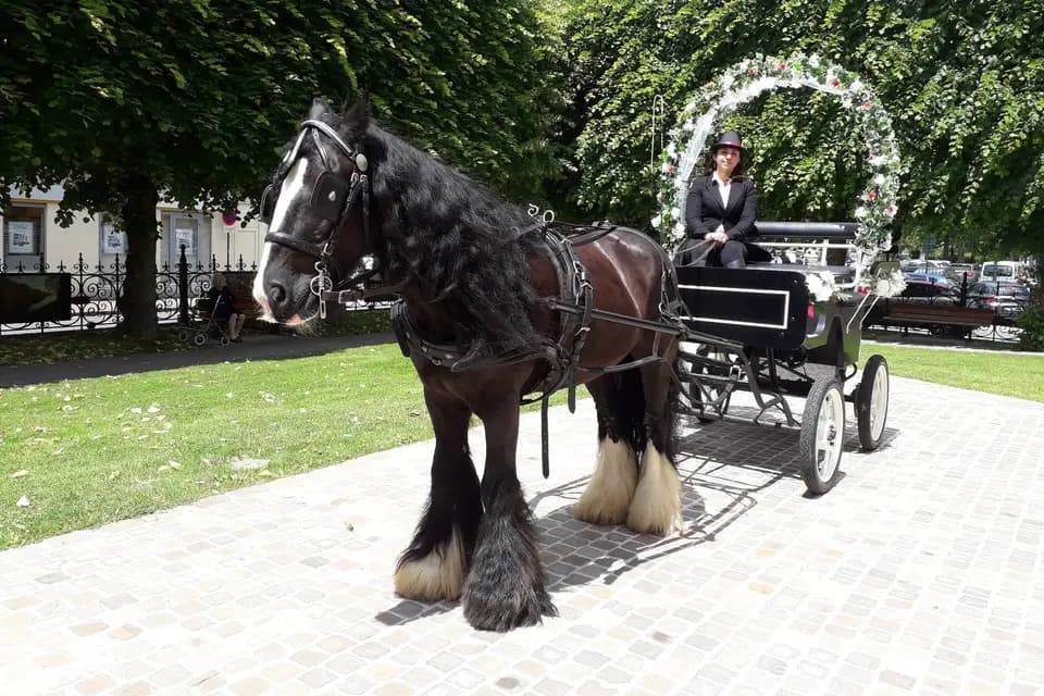 Et Sens Selle - Calèche — photo 6