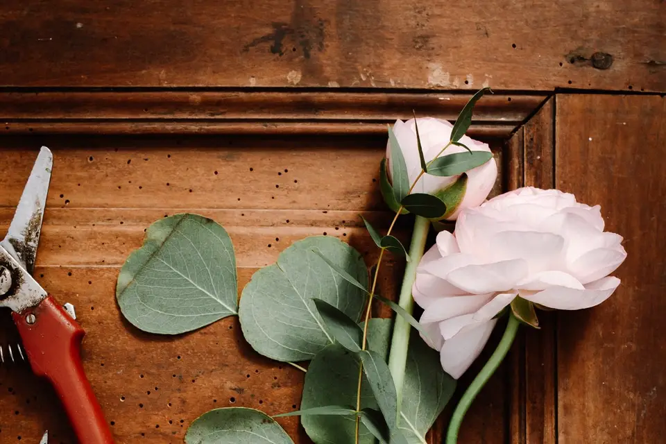 Aux Cyclamens — photo 4