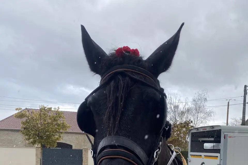 La Tribu de Dahna — photo 3