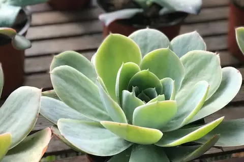 Atelier Succulentes — photo 8