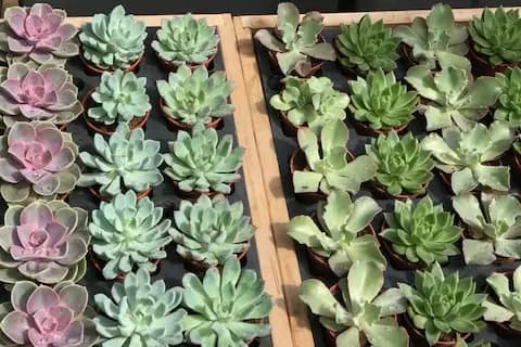 Atelier Succulentes — photo 7
