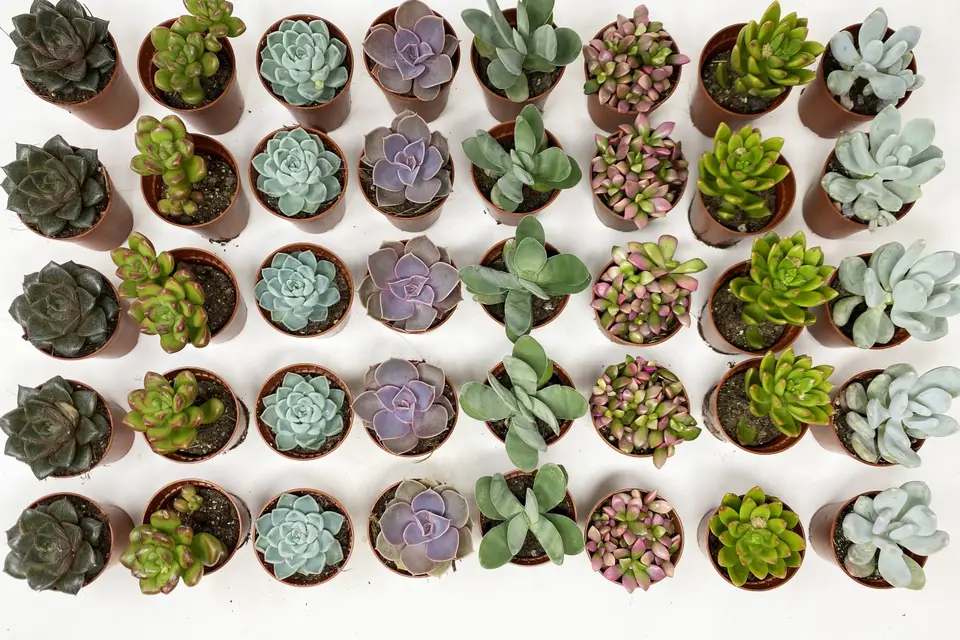 Atelier Succulentes — photo 4