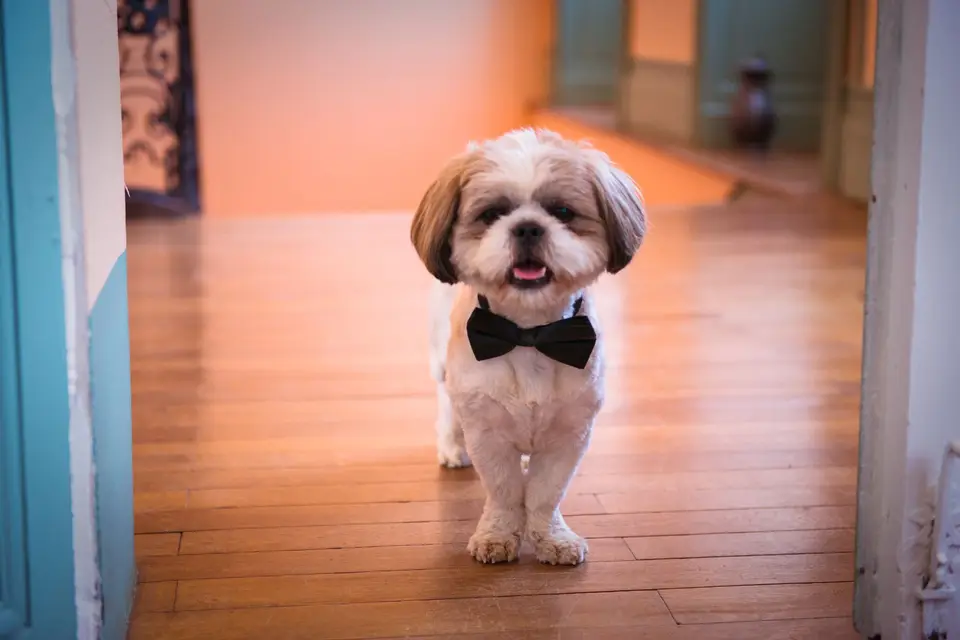 Château de Loubéjac — photo 1