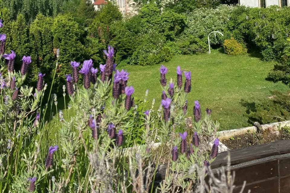 Domaine des Vosges - Klingenthal — photo 3