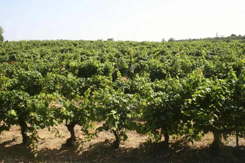 Auberge du Domaine de Rombeau — photo 2