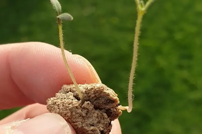 Balles de Graines — photo 2