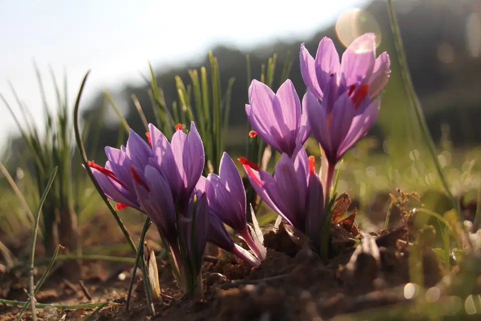 Manjolive — photo 2