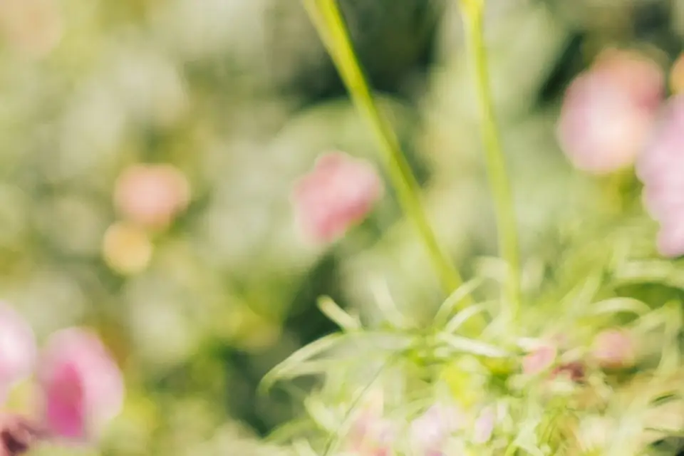 Rosebud Ferme Florale — photo 3