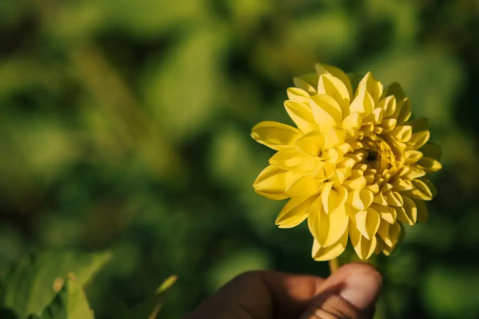 Rosebud Ferme Florale — photo 7
