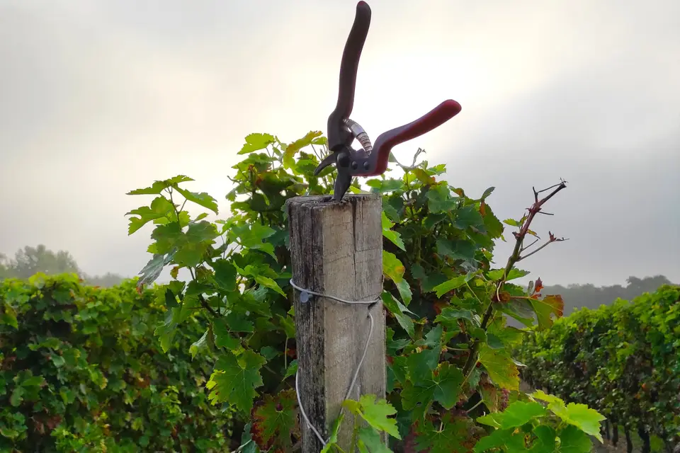 Château Cailleton — photo 6