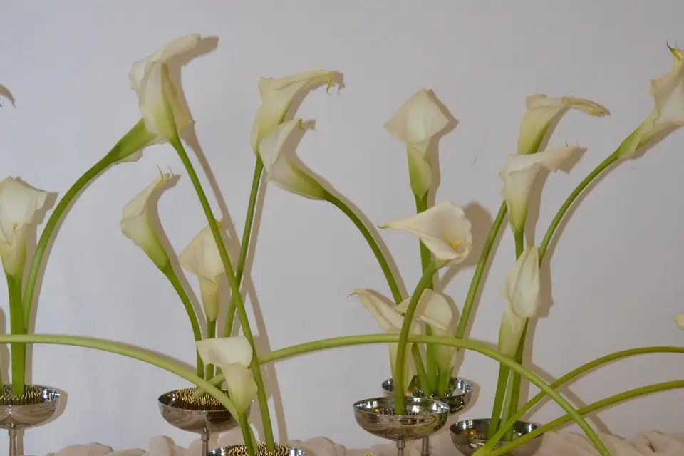 Marie Dujardin — photo 8