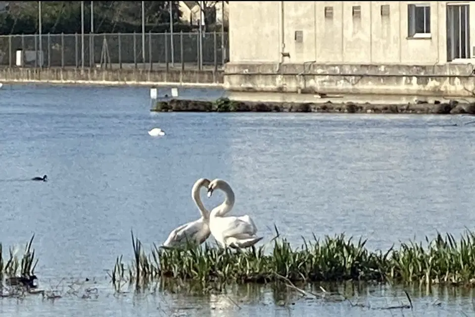 Domaine des Cygnes — photo 8