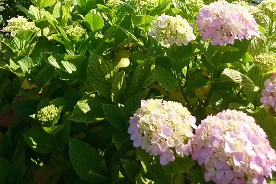 Les Jardins de Bakea — photo 3