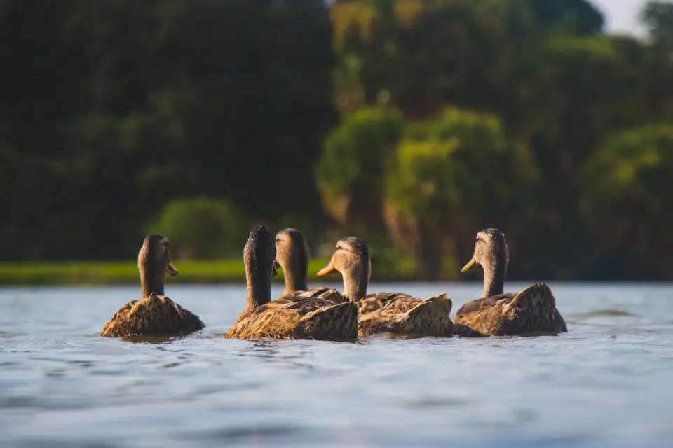 Orangerie de Kerstrad — photo 6