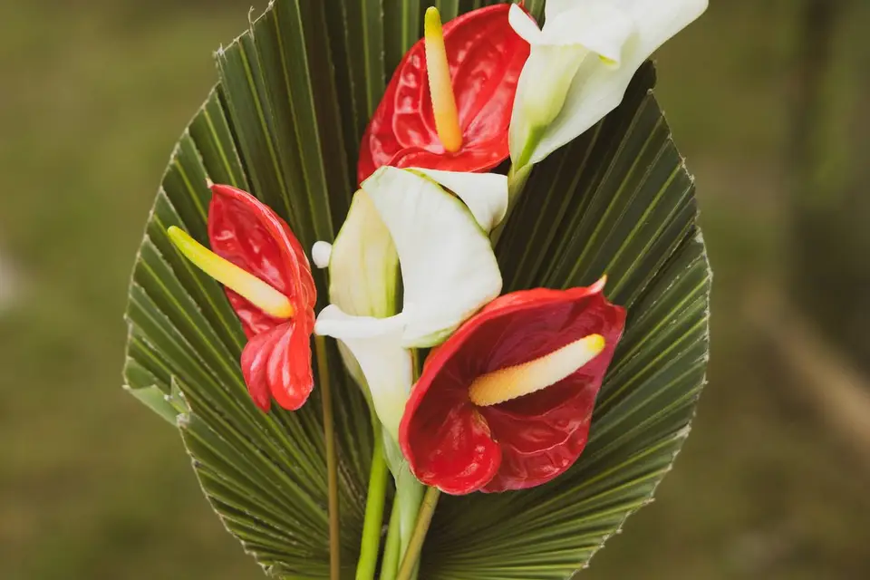 Your Tropical Flowers by Mae — photo 5