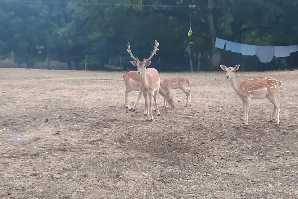 Domaine du Val Bruant — photo 5