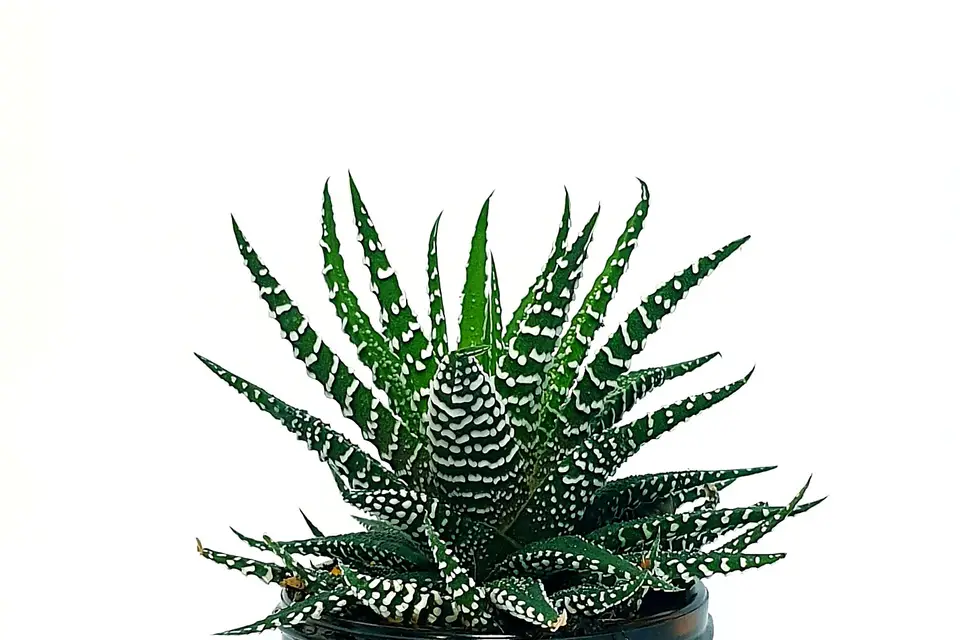 Mamie Flower — photo 8