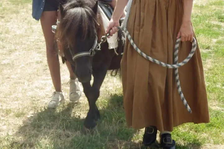 History Horse — photo 7