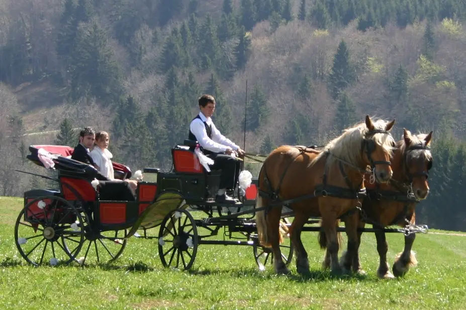 Attelages de la Flèche Blonde — photo 8