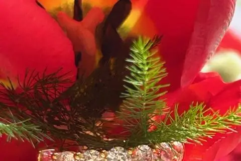 Joyau d'Or — photo 7