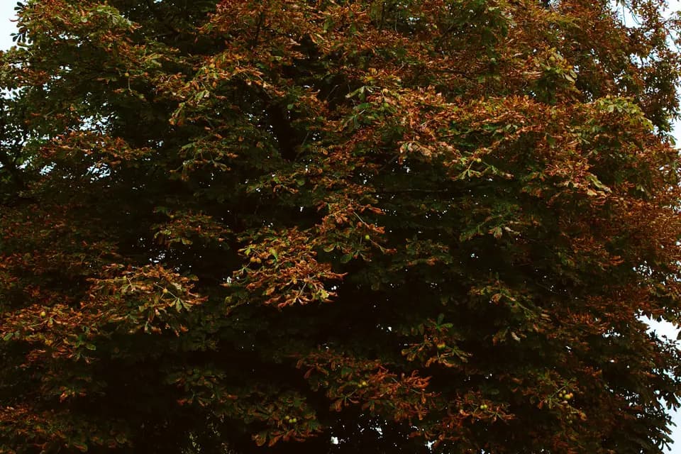 Château Chevreuil — photo 6