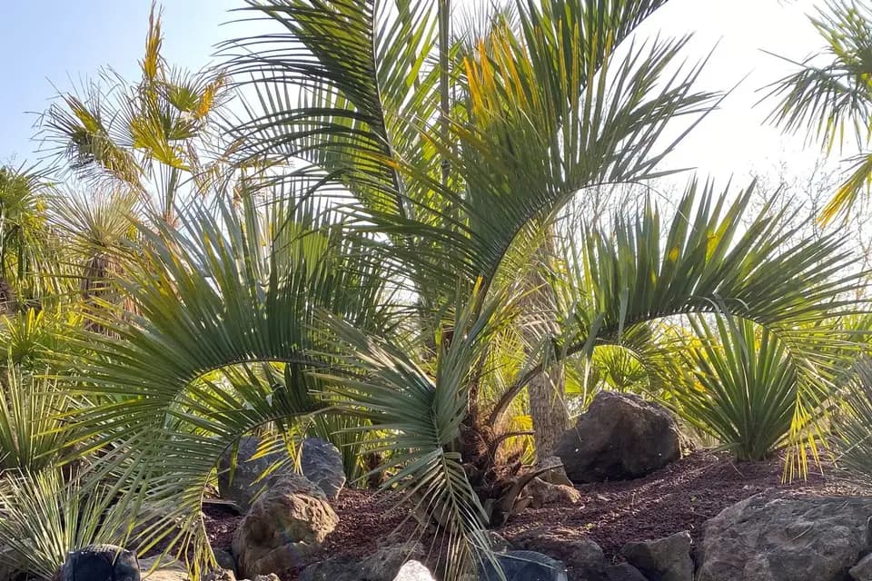 Le Masakan — photo 3