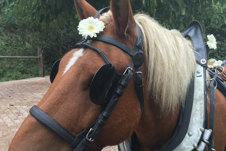 Terre de Trait — photo 6