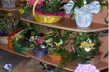 Midi Fleurs — photo 6