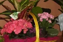 Midi Fleurs — photo 7