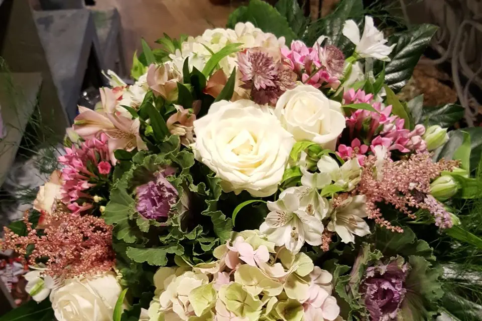 Amaryllis — photo 2